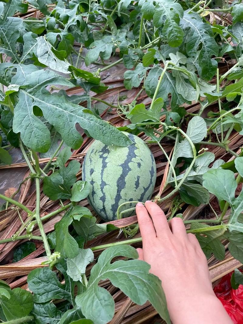 新澳2025天天正版资料和整车西瓜被冰雹砸烂与西瓜被冰雹砸了保险赔吗
