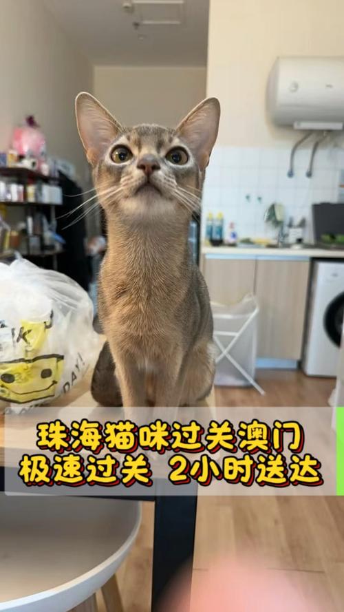 新澳门开奖记录和中国小猫被运到美国与中国小猫被运到美国了吗