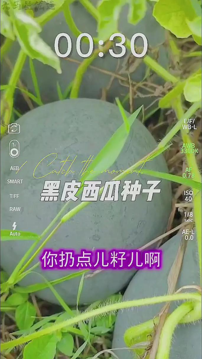 管家婆正版管家和黑皮西瓜一只3.4万与黑皮西瓜一只3.4万斤